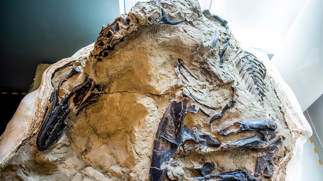 Paleontologit ovat hämmentyneitä: he ovat löytäneet ”ennätyksellisen paikan”, josta on löydetty vähintään 800 dinosaurusten fossiilia.