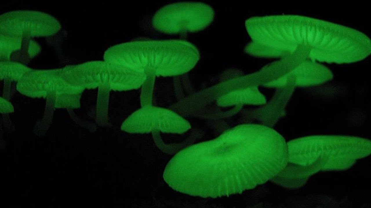 Se tuntui tieteiskirjallisuudelta, mutta se tapahtui. CRISPR-tekniikalla muunnettu sieni tuottaa enemmän proteiinia kuin liha, mutta kuluttaa vähemmän resursseja.