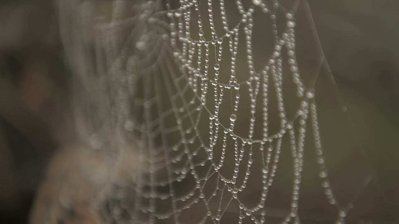 Tutkijat menivät luolaan ja löysivät kaikkien hämähäkinverkkojen esi-isän: kahden maan välissä sijaitsevan 100 000 asukkaan kaupungin.