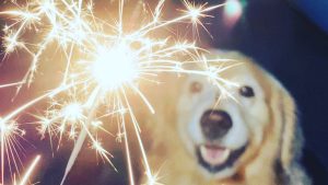 Ei rauhoittavia lääkkeitä, ei lääkkeitä: kuinka estää koirasi hermostuneisuus uudenvuodenyönä.