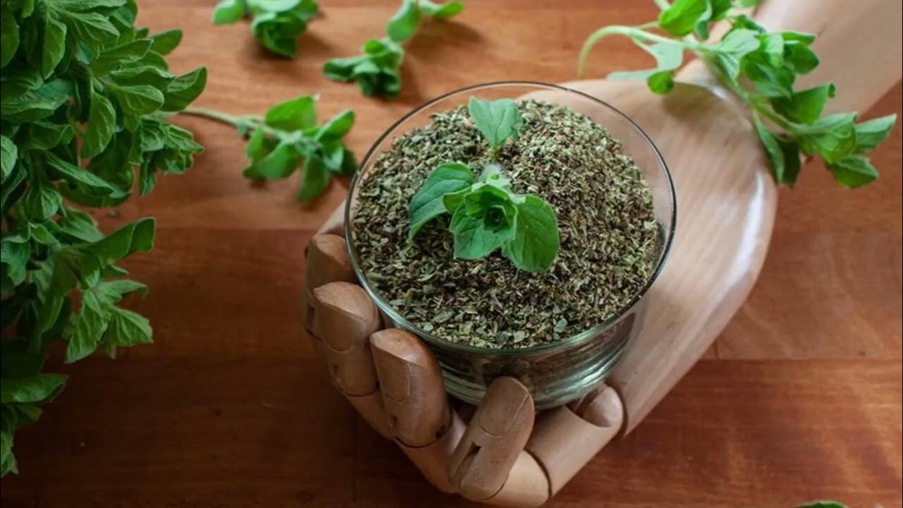Miksi oreganoa suositellaan heitettäväksi viemäriin ja mitkä ovat sen edut?