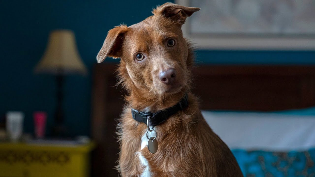 Eläinlääkäri: ”Kun koira kääntää päätään, se tarkoittaa, että se pitää sinun sanojasi erittäin tärkeinä.”