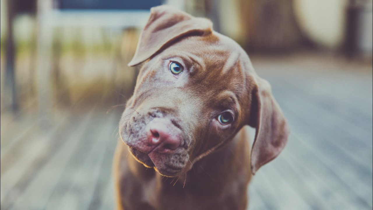 Eläinlääkäri: ”Kun koira kääntää päätään, se tarkoittaa, että se pitää sinun sanojasi erittäin tärkeinä.”