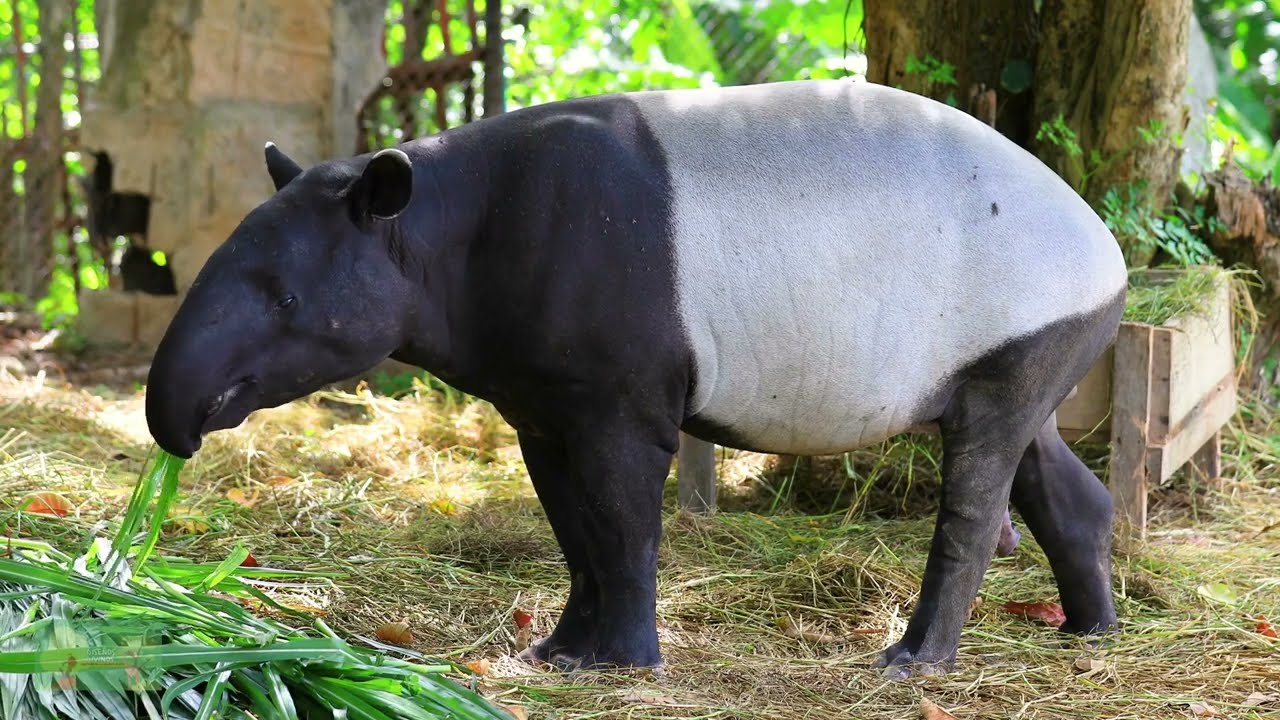 Tutkijat eivät voi uskoa sitä: Andalusiassa on syntynyt harvinainen, uhanalainen eläin.
