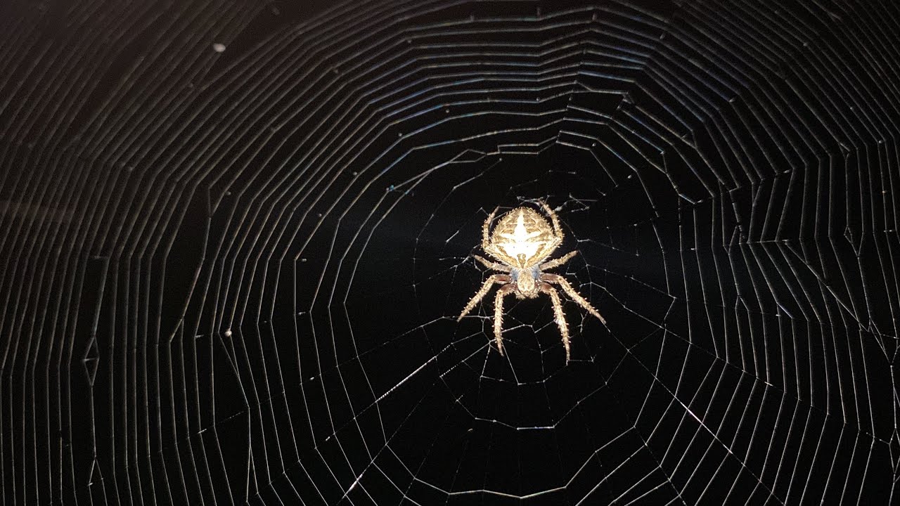 Tutkijat menivät luolaan ja löysivät kaikkien hämähäkinverkkojen esi-isän: kahden maan välissä sijaitsevan 100 000 asukkaan kaupungin.