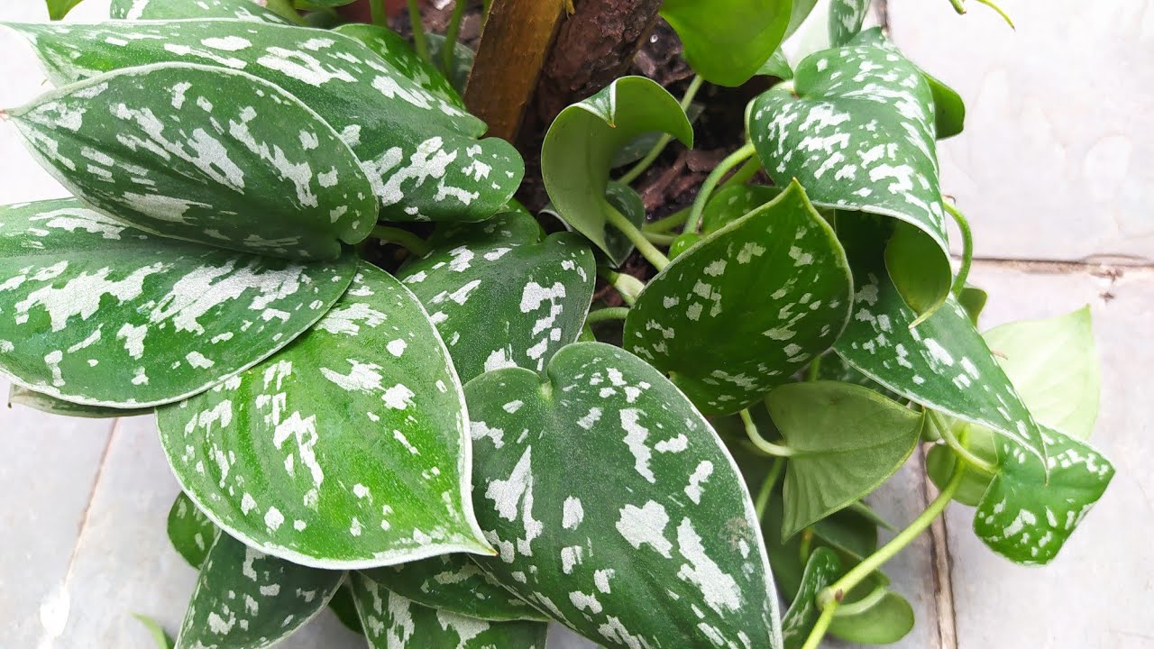 Scindapsuksen sijoittaminen ikkunan viereen: miksi puutarhanhoitoasiantuntijat eivät suosittele tätä.