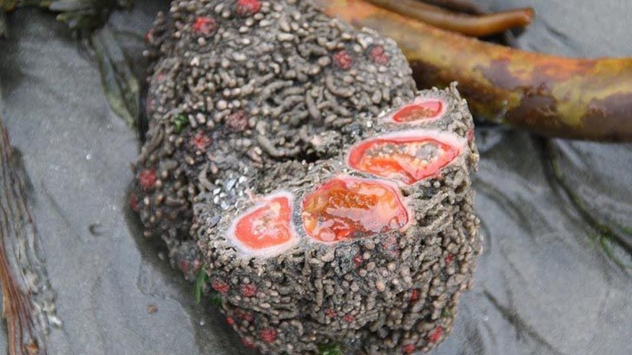 Etelä-Afrikassa on löydetty kasvavia ”elviä kiviä”. Ne voisivat ratkaista yhden maailman suurimmista ongelmista.