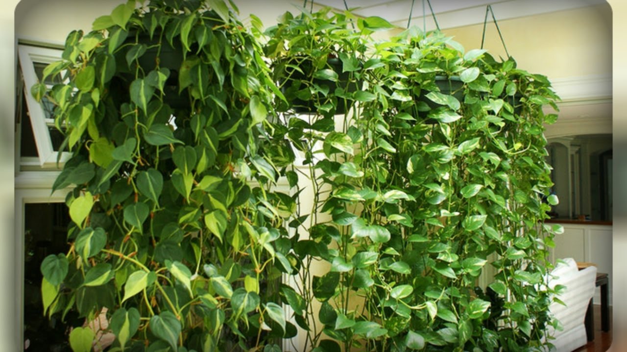 Scindapsuksen sijoittaminen ikkunan viereen: miksi puutarhanhoitoasiantuntijat eivät suosittele tätä.