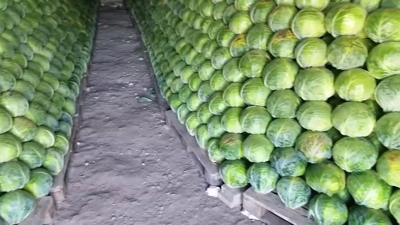 Tämän maan viljelijällä on kertynyt 100 tonnia kaalia, jota hän ei pysty myymään, ja hänen päätöksensä sai suosionosoituksia sosiaalisessa mediassa.