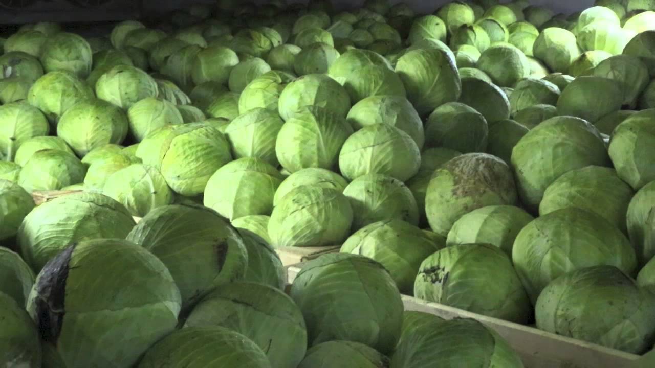 Tämän maan viljelijällä on kertynyt 100 tonnia kaalia, jota hän ei pysty myymään, ja hänen päätöksensä sai suosionosoituksia sosiaalisessa mediassa.