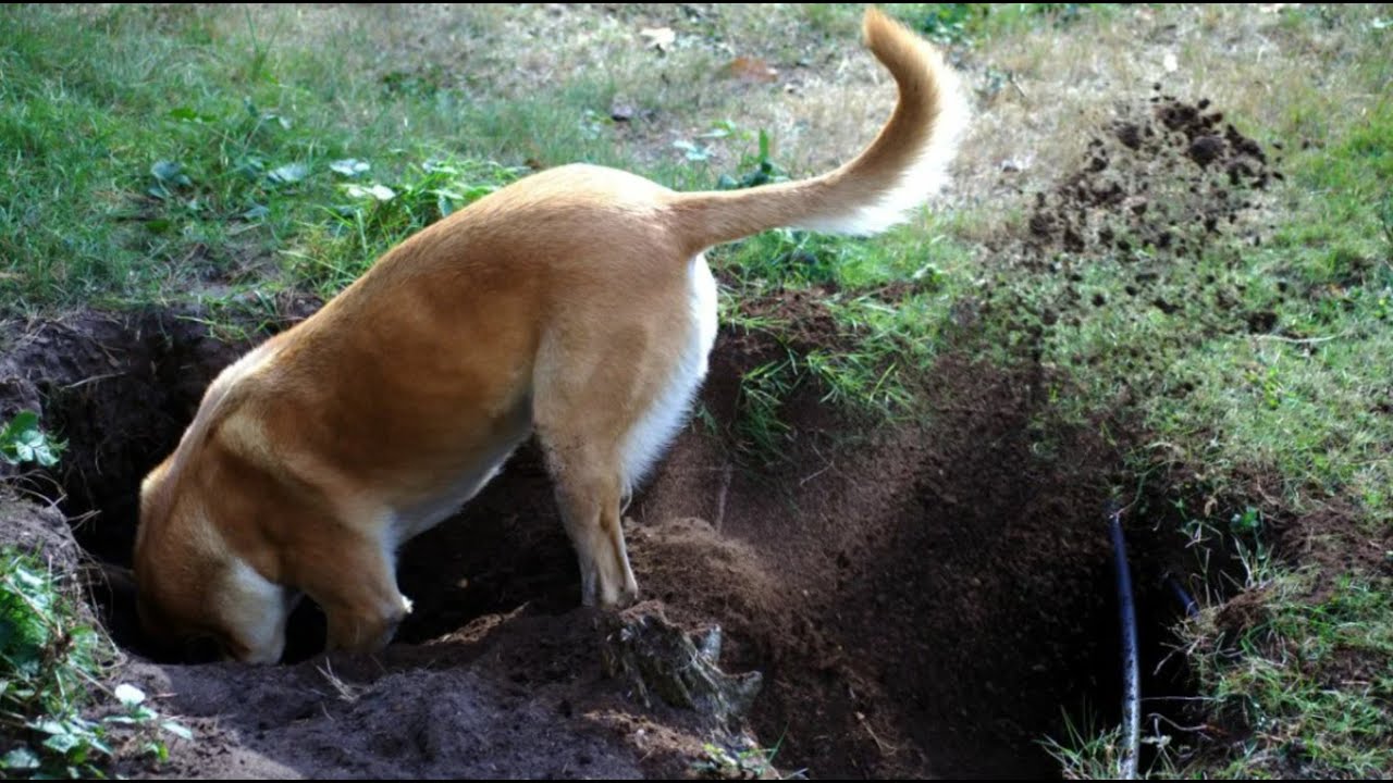 Mitä tarkoittaa, jos koirasi kaivaa kuoppia puutarhaan, ja miten ratkaista tämä ongelma?