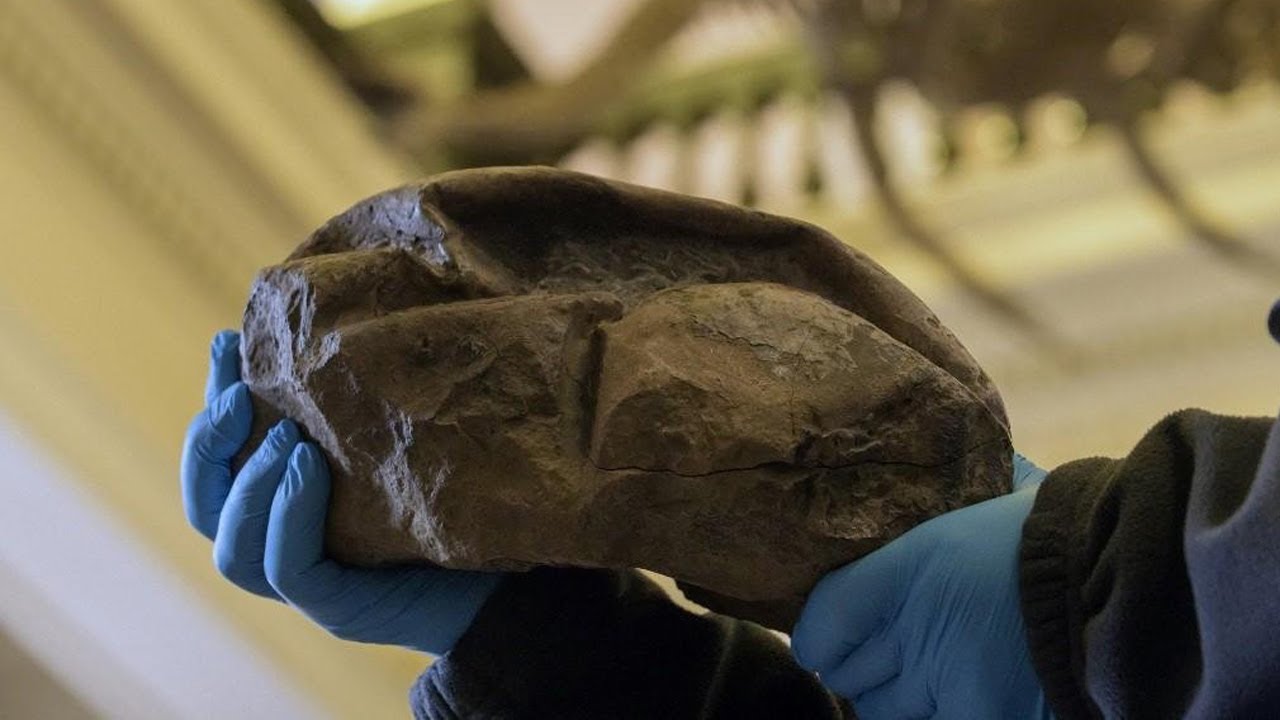 Tutkijat olivat järkyttyneitä löydettyään 68 miljoonaa vuotta vanhoja kivettyneitä munia Antarktikasta.