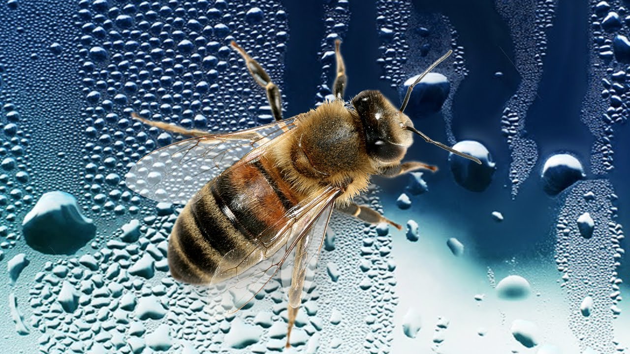 Se kuulostaa oudolta, mutta tiede vahvistaa: mehiläiset ovat erittäin tehokas keino suojella norsuja.