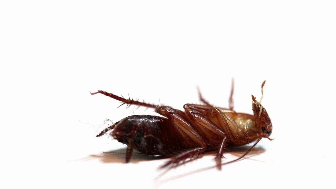 Mihin paikkaan talossa voi sijoittaa laakerinlehtiä, jotta ne toisi onnea ja karkottaisivat torakoita?