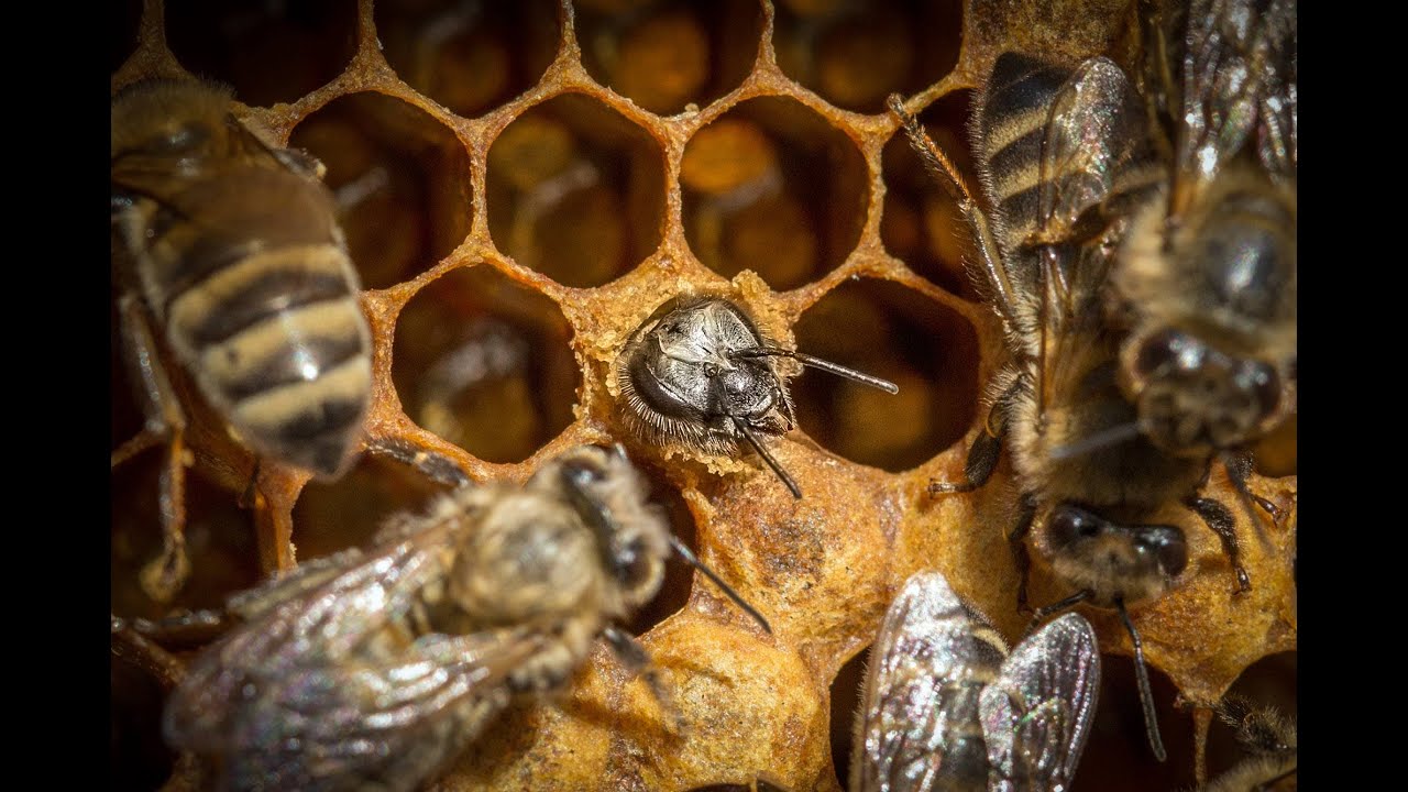 Se kuulostaa oudolta, mutta tiede vahvistaa sen: 20 000 vuotta sitten mehiläiset munivat munia muiden eläinten luihin.