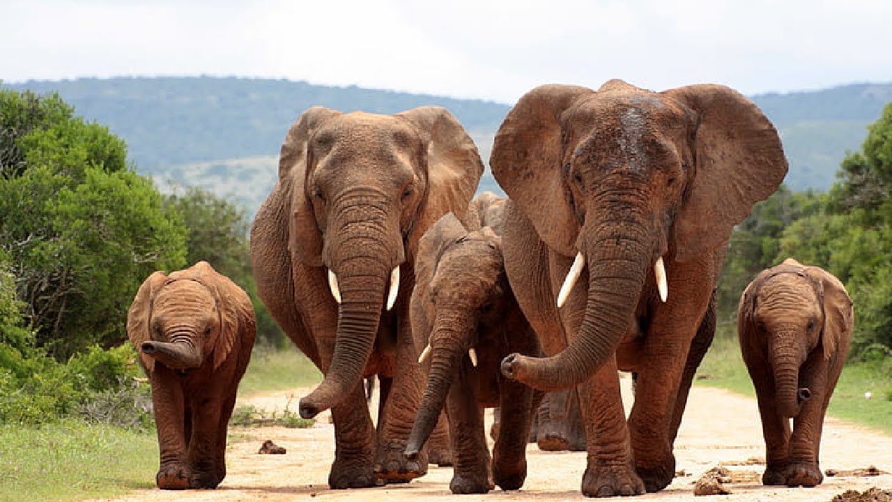 Se kuulostaa oudolta, mutta tiede vahvistaa: mehiläiset ovat erittäin tehokas keino suojella norsuja.