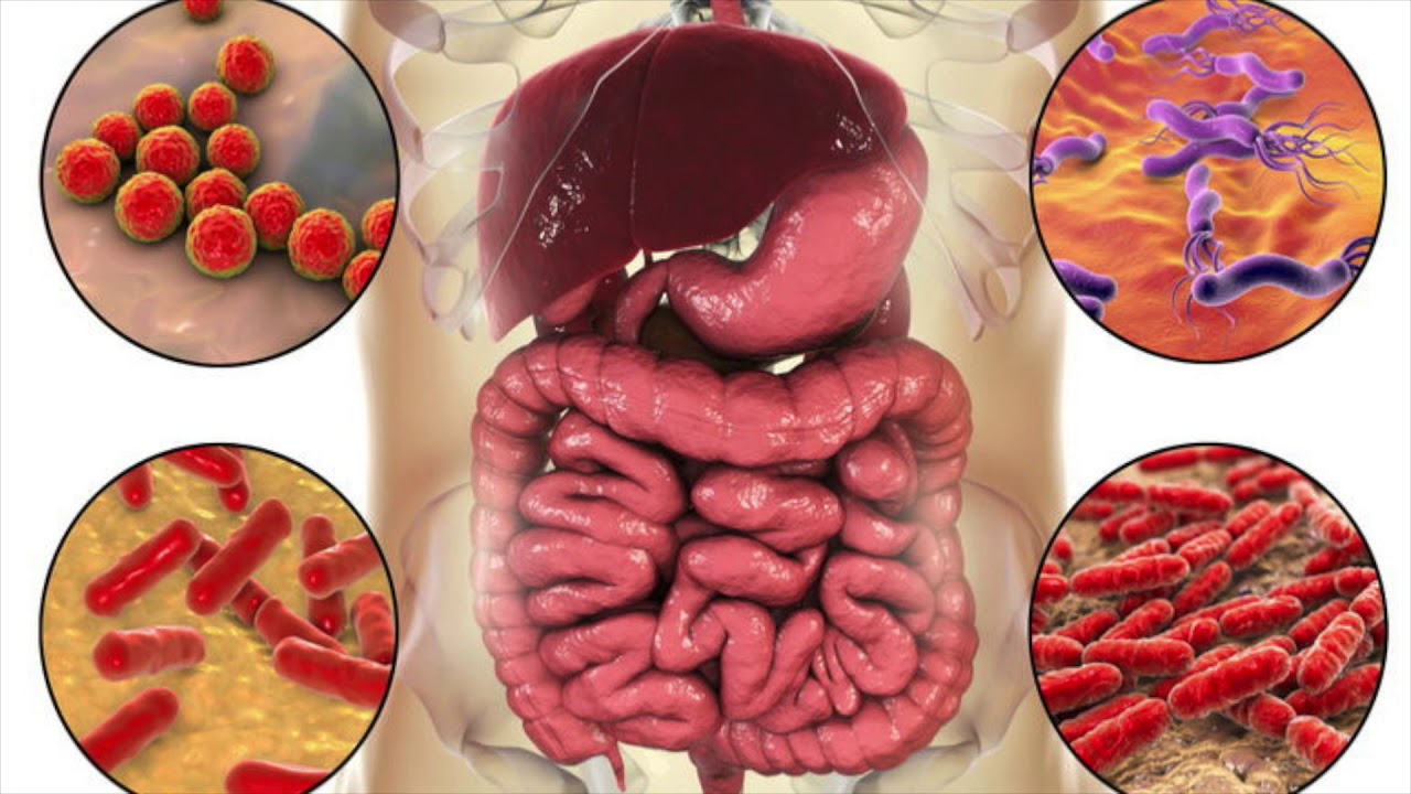 Suoliston mikrobiomi vaikuttaa ruoansulatukseen ja yleiseen terveyteen: avaimet sen vahvistamiseen.