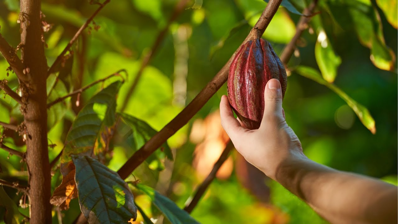 Suunnitelma kasvattaa atsteekkien ”valuuttaa” omassa takapihassa ja valmistaa suklaata maissintähkistä.