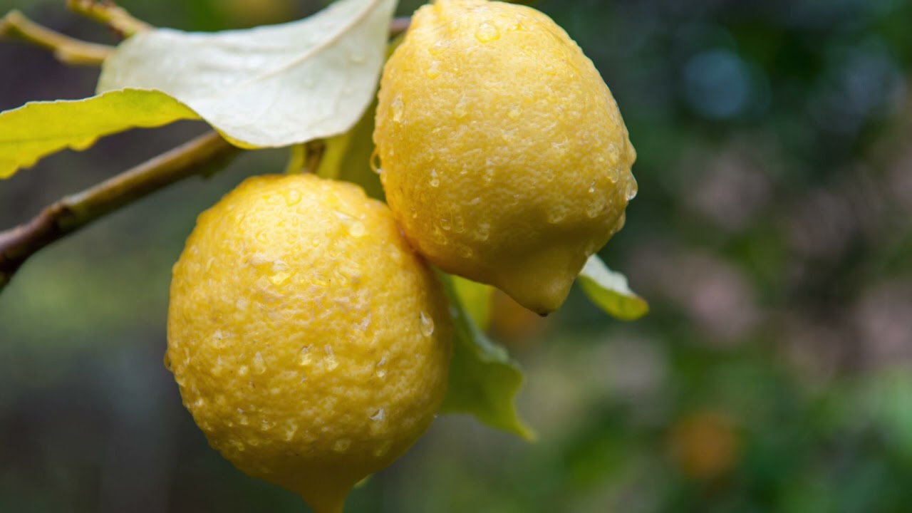 Älä heitä sitruunan siemeniä pois, ne ovat todellinen aarre: miten voit käyttää niitä uudelleen kasvien hoitoon.