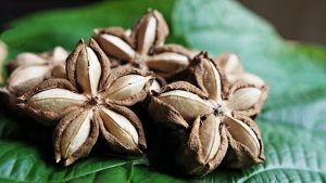 Sacha inchi: alkuperä, ominaisuudet, hyödyt ja käyttö ruoanlaitossa.