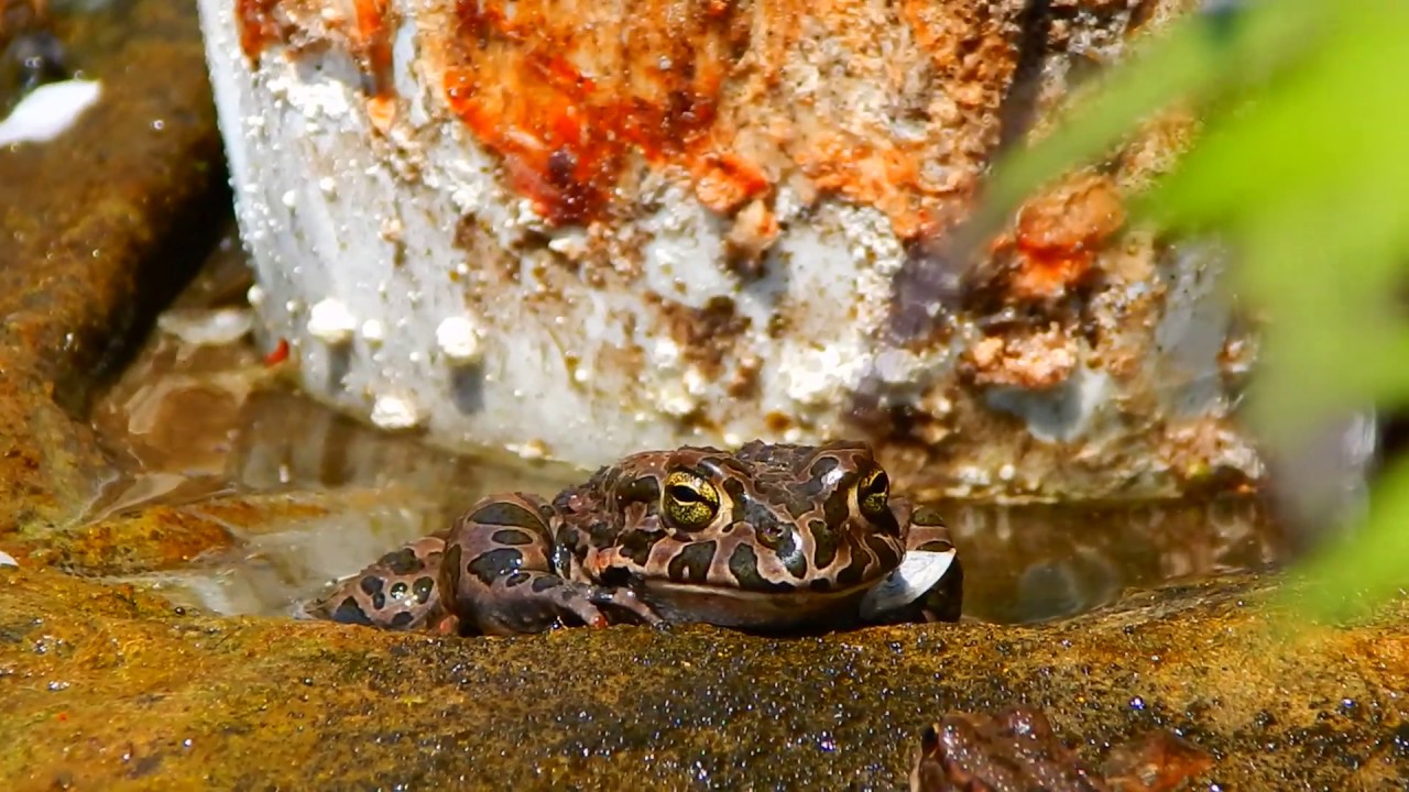 Zoologit eivät voi uskoa sitä: lampien sammakot syövät ampiaisia ja kestävät niiden pistot kuin ei mitään.