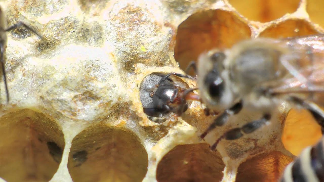 Se kuulostaa oudolta, mutta tiede vahvistaa sen: 20 000 vuotta sitten mehiläiset munivat munia muiden eläinten luihin.