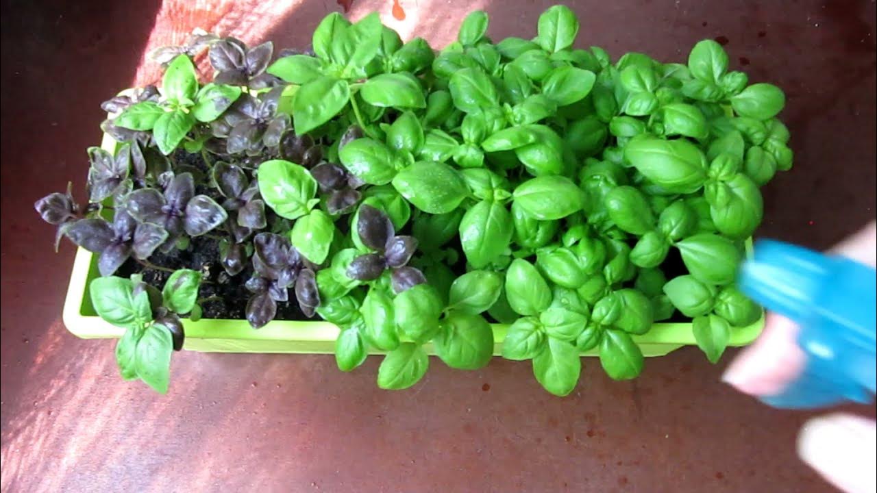 Basilika sopii paitsi ruoanlaittoon myös muuhun: siksi sitä suositellaan istutettavaksi parvekkeelle.