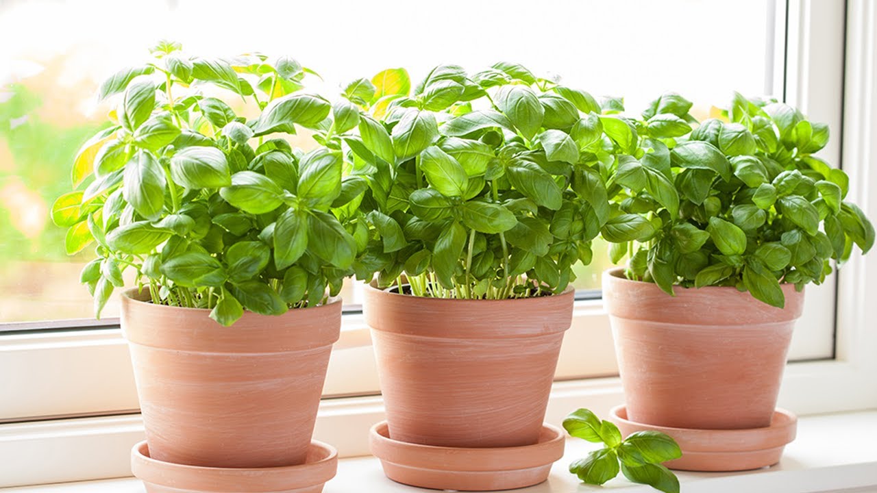 Basilika sopii paitsi ruoanlaittoon myös muuhun: siksi sitä suositellaan istutettavaksi parvekkeelle.