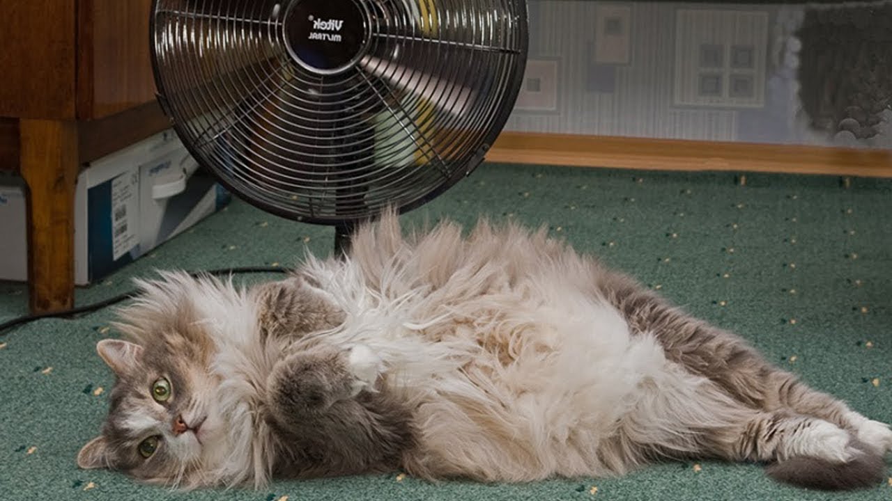 Missä lämpötilassa kissasi todella alkaa kärsiä kylmästä?