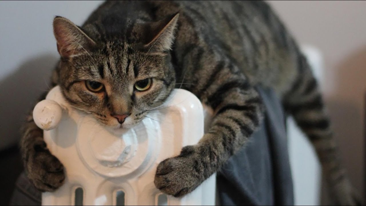 Missä lämpötilassa kissasi todella alkaa kärsiä kylmästä?