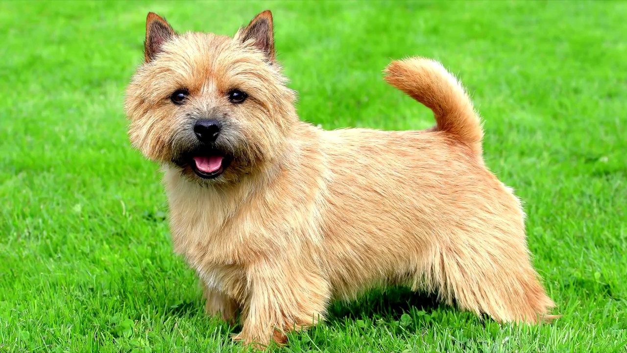 Dementia koirilla: kuinka tunnistaa tämä sairaus lemmikissäsi.