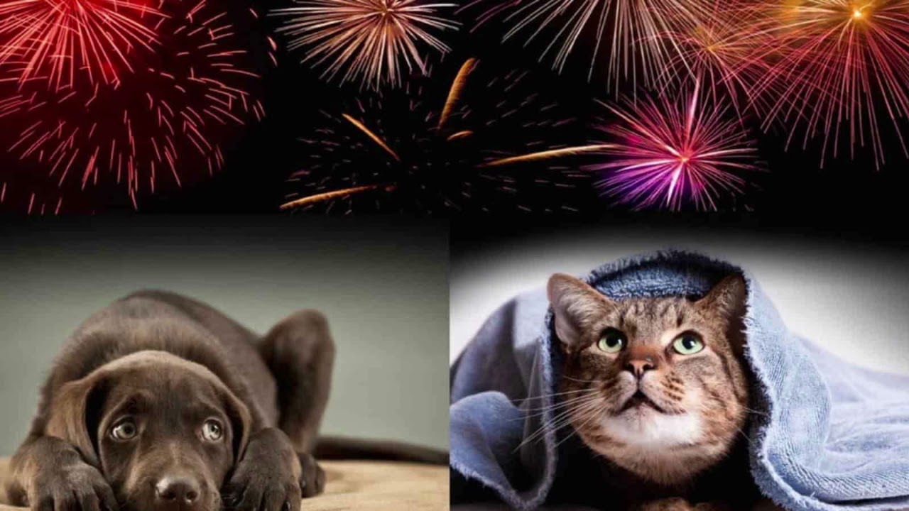 Kuinka estää koirani tai kissani ahdistus uudenvuodenyönä ilotulitteiden vuoksi?