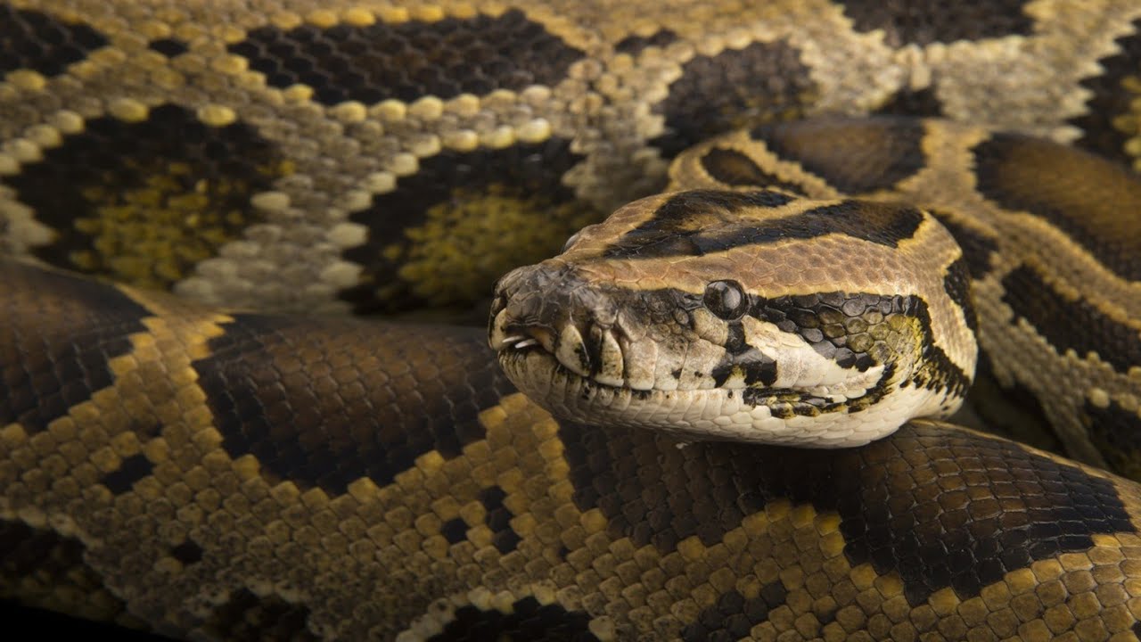 Tässä maassa on aloitettu tekoälyllä varustettujen robottikaniinien käyttöönotto Evergladesissa. Tavoitteena on havaita ja hillitä invasiivisten pytonien leviämistä, jotka aiheuttavat valtavaa vahinkoa paikalliselle luonnolle.