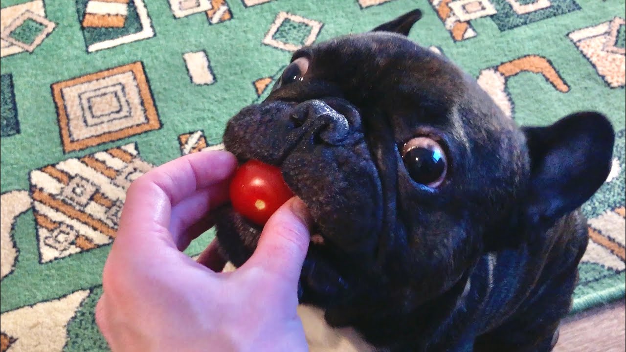 Anna koirallesi tomaatteja: miksi eläinlääkärit suosittelevat sitä.
