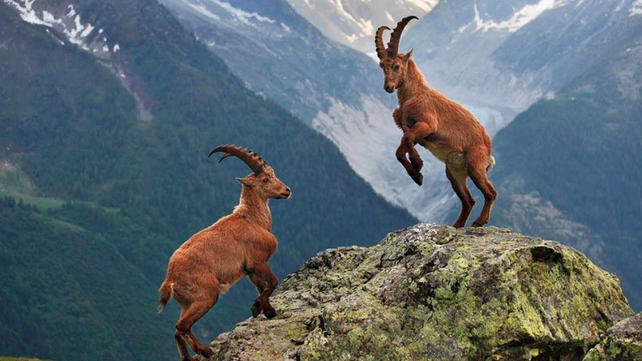Ensi silmäyksellä se näyttää tavalliselta vuohelta, mutta todellisuudessa se on vaarallinen invasiivinen laji, joka tuhoaa Kanariansaarten ekosysteemejä.