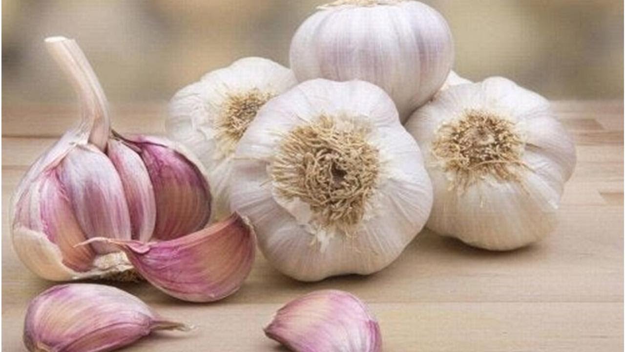 CSIC:n tutkijat ovat tunnistaneet valkosipulin lupaavaksi keinoksi torjua ikääntymistä hiirillä.