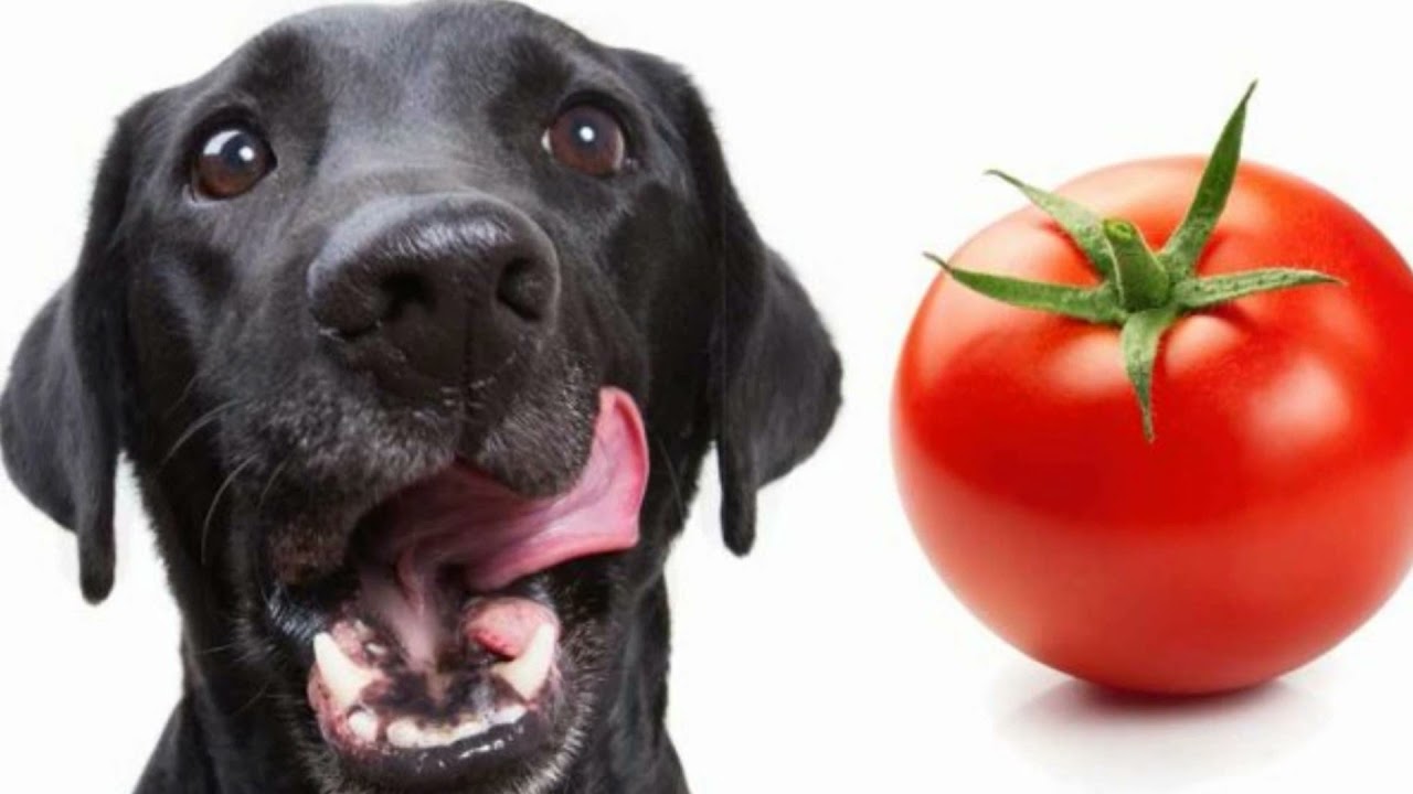 Anna koirallesi tomaatteja: miksi eläinlääkärit suosittelevat sitä.