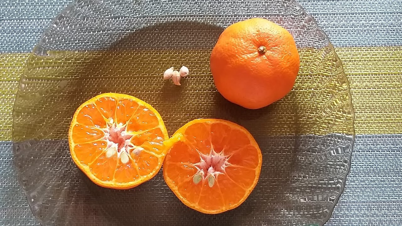 Älä heitä mandariinin siemeniä pois, ne ovat todellinen aarre: miten voit käyttää niitä uudelleen kasveissasi.