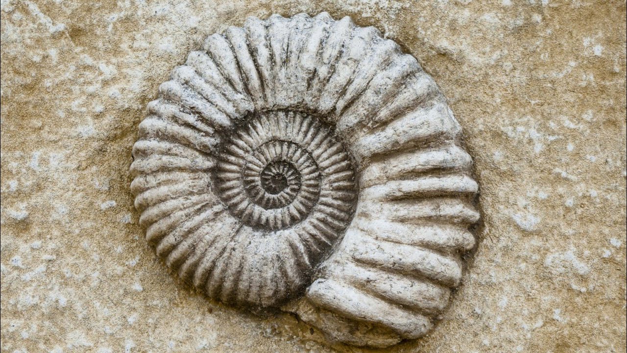 Arkeologit ovat löytäneet maasta monimutkaisen neoliittisen viestintäjärjestelmän, joka perustui merenkuorien käyttöön.