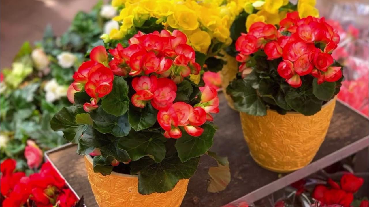 Mihin sijoittaa begonia, jotta se tuo iloa ja henkistä tasapainoa?