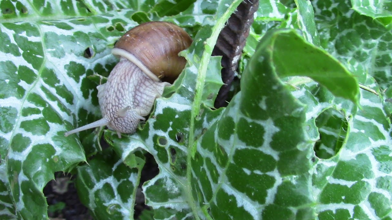 Puutarhanhoitoasiantuntijat tietävät vastauksen: 7 parasta tapaa päästä eroon etanoista ja kotiloista puutarhassasi.