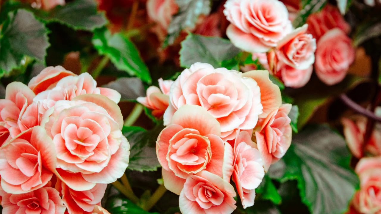 Mihin sijoittaa begonia, jotta se tuo iloa ja henkistä tasapainoa?