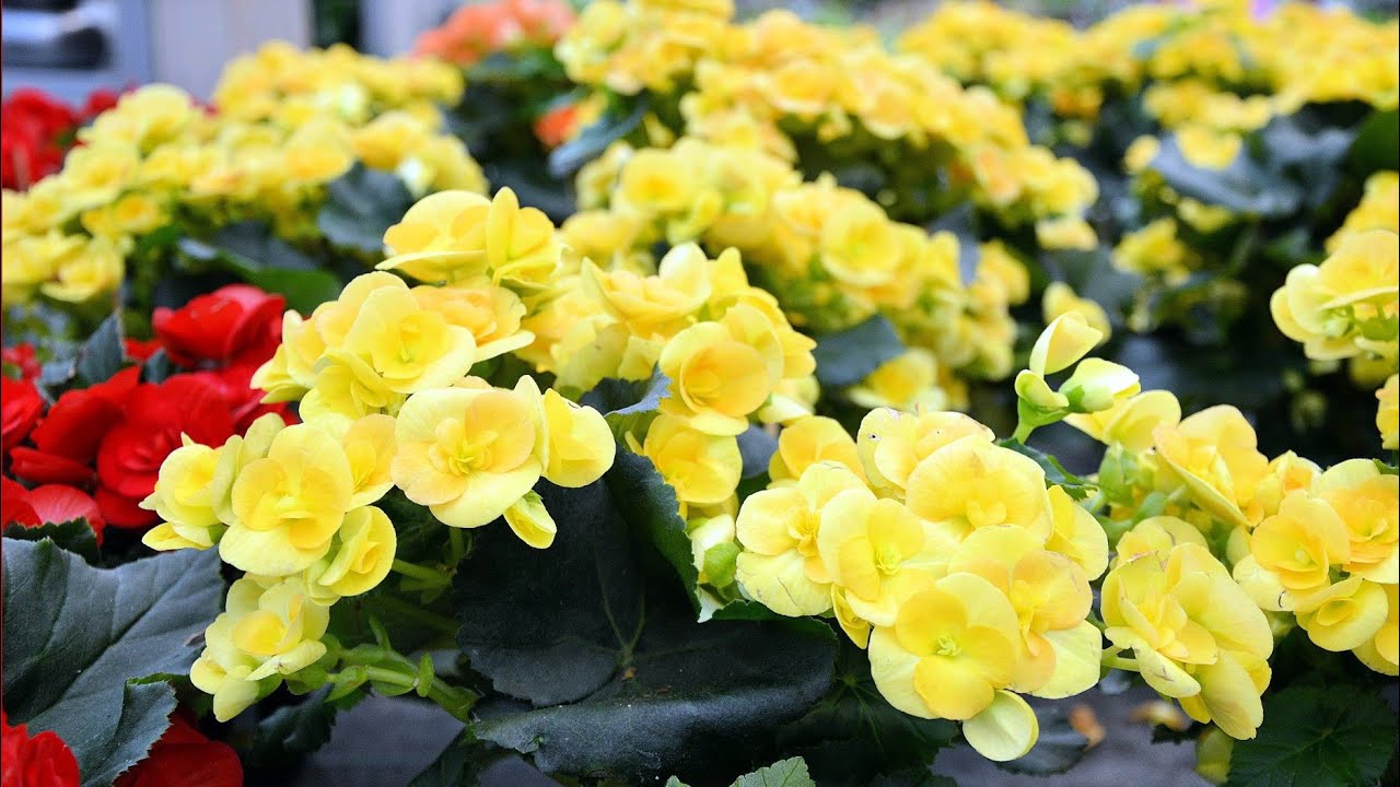 Mihin sijoittaa begonia, jotta se tuo iloa ja henkistä tasapainoa?