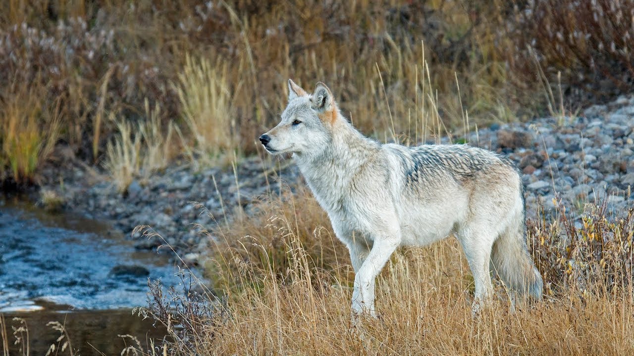 Tutkijat ovat järkyttyneitä: susia on tuotu takaisin Yellowstoneen, ja puita on ilmestynyt ensimmäistä kertaa 80 vuoteen.
