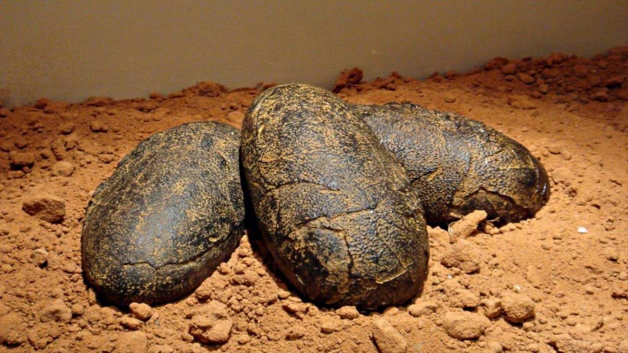 Tämä maa on tullut historiaan, kun sieltä löydettiin 15 metriä korkean titanosauruksen munat, jotka ovat 72 miljoonaa vuotta vanhoja.