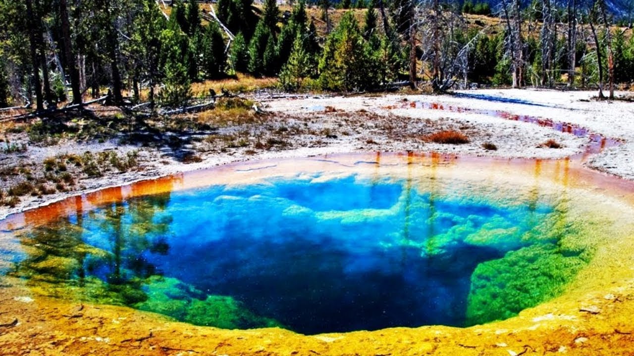 Tutkijat ovat järkyttyneitä: susia on tuotu takaisin Yellowstoneen, ja puita on ilmestynyt ensimmäistä kertaa 80 vuoteen.