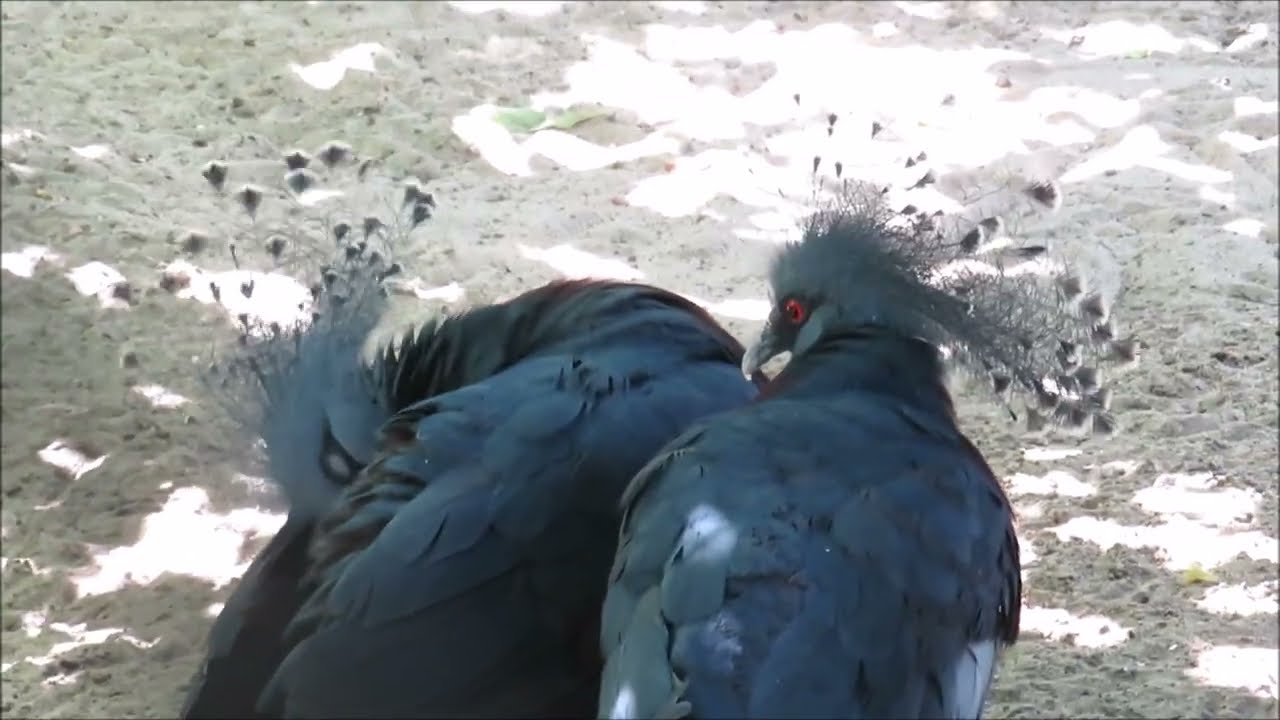 Merkittävä tapahtuma maailman eläintieteessä: ensimmäistä kertaa vankeudessa syntyi maailman suurin kyyhkynen.