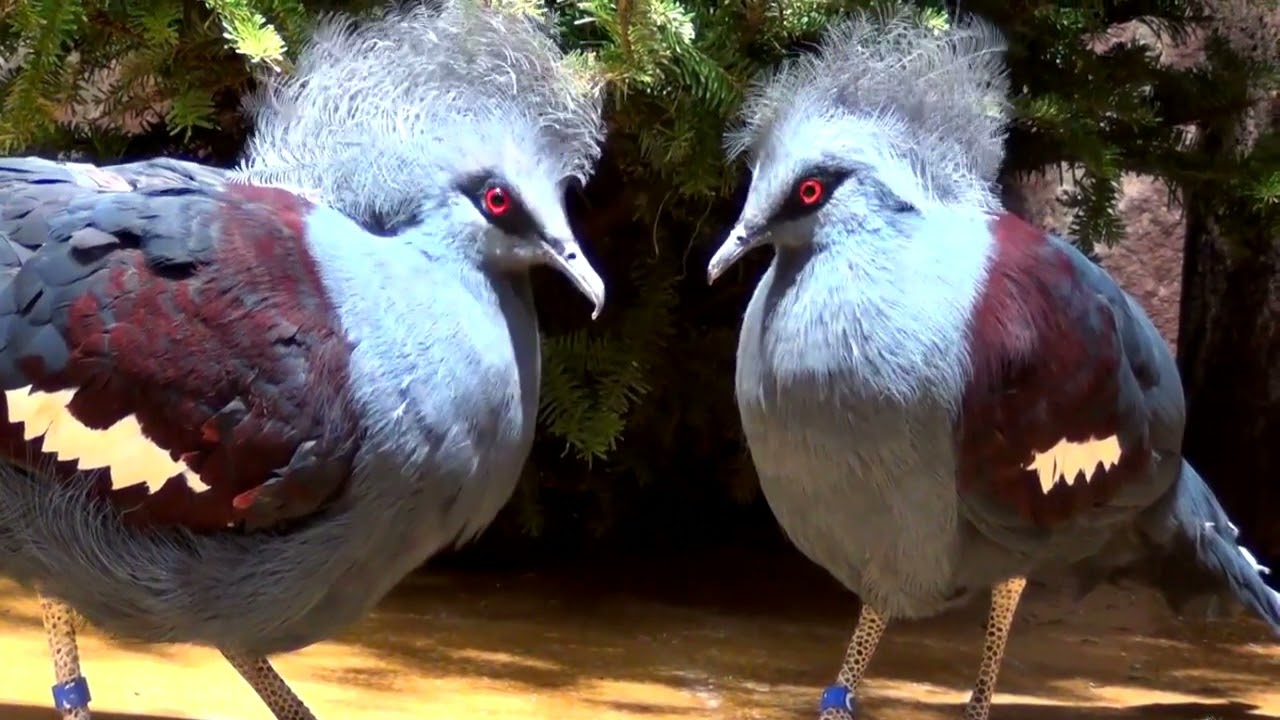 Merkittävä tapahtuma maailman eläintieteessä: ensimmäistä kertaa vankeudessa syntyi maailman suurin kyyhkynen.