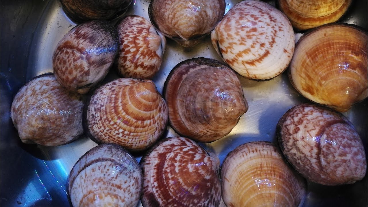 Näin erotat kolme simpukkalajia, jotta sinua ei huijata: erot pienien, sileiden ja japanilaisten simpukoiden välillä.