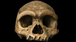 150 000 vuotta vanhan fossiilin löytäminen viittaa ”lohikäärme-ihmisen” olemassaoloon.